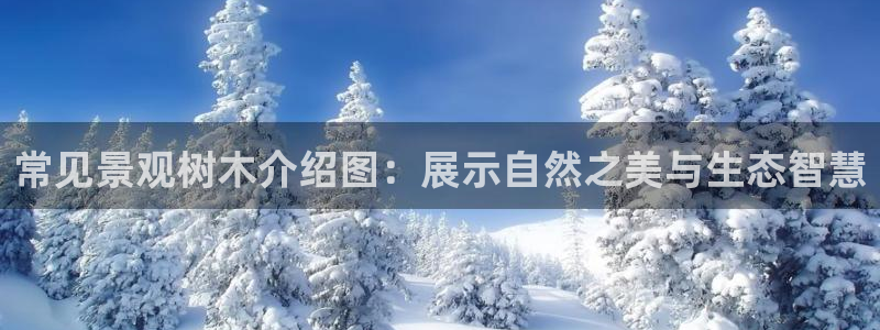 新宝gg主管花木兰