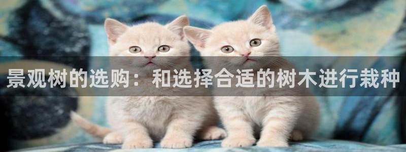 新宝GG创造奇