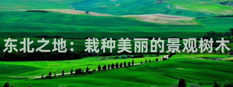 新宝gg挂机软件下载