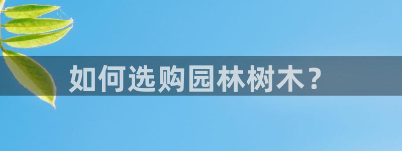 新宝gg挚243553