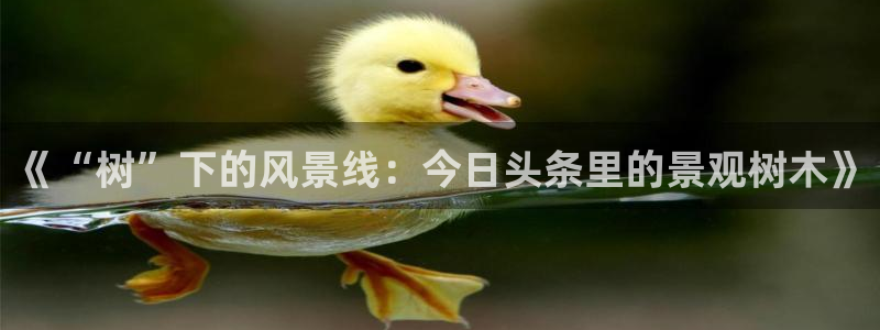 新宝gg龙虎