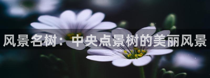 新宝GG的老板