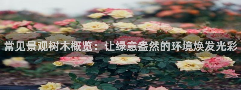 新宝gg怎样代理