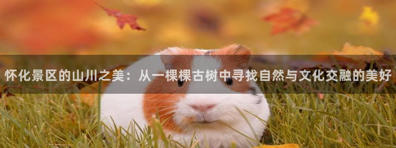 新宝gg注册q -26880：怀化景区的山川之美：从一棵棵古树中寻找自然与文化交融的美好