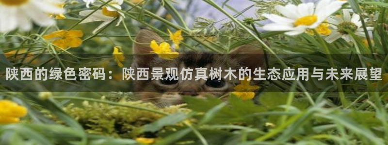 新宝GG都有哪些计划