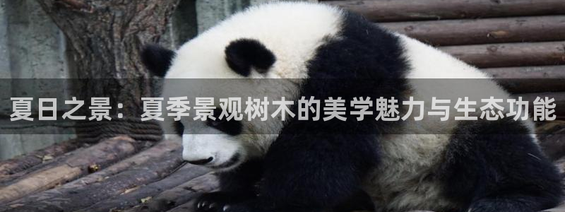 新宝gg创造奇迹