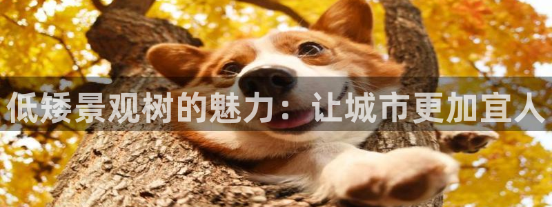 新宝gg 039：低矮景观树的魅力：让城市更加宜人