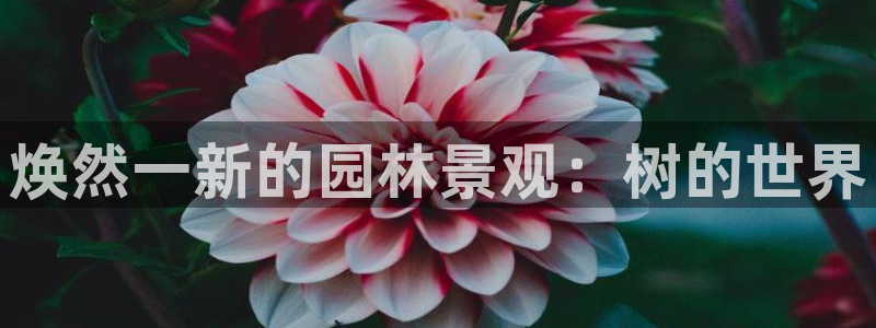 怎么代理新宝gg