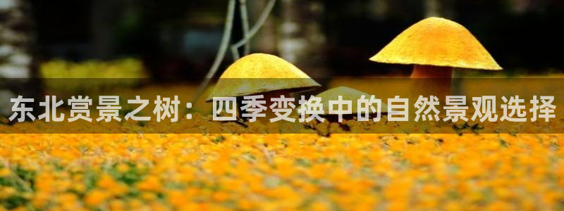 新宝gg娱乐上皇巢网