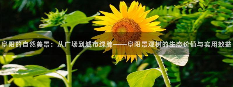 新宝gg推荐