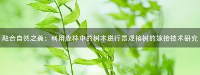 新宝gg怎么样